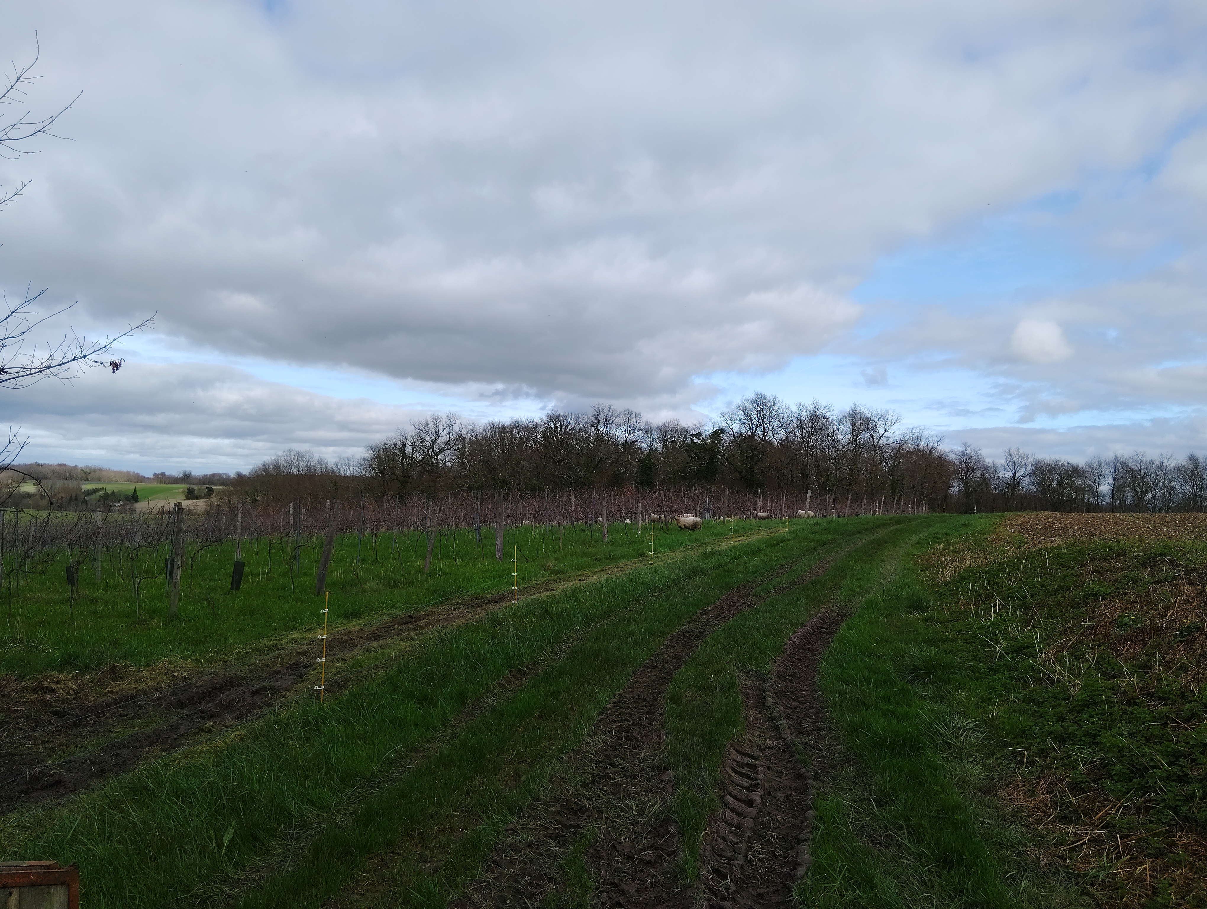 Rotation des Moutons